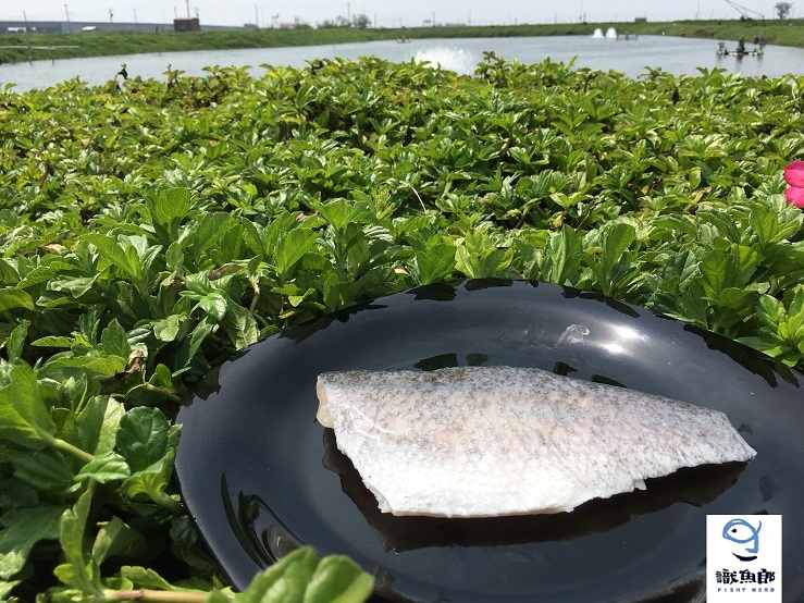 鮮活凍金目鱸魚片350-400g