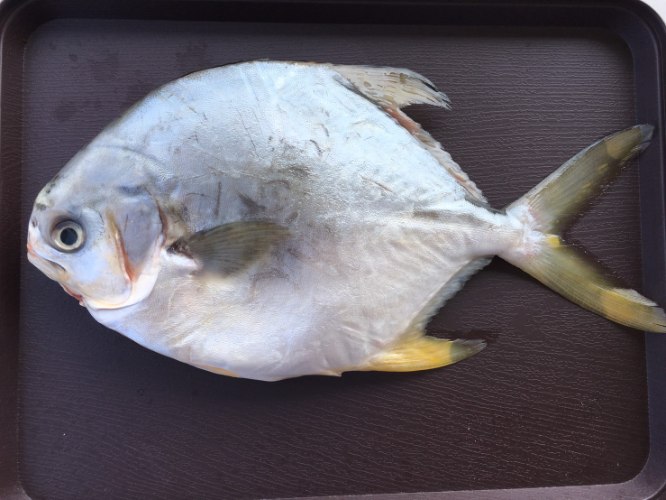 黃金鯧(400-450g)