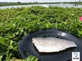 鮮活凍金目鱸魚魚片(200-250g)