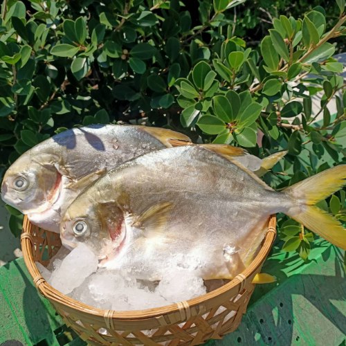 黃金鯧(400-450g)