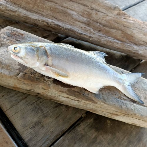 午仔魚(500-550g)